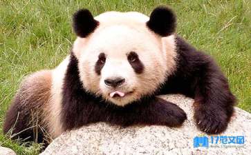 《可爱的熊猫》大班教案