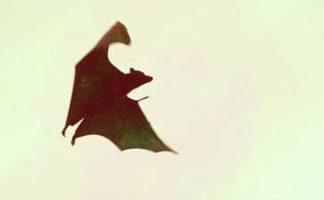 《蝙蝠和雷达》教学设计(15篇)