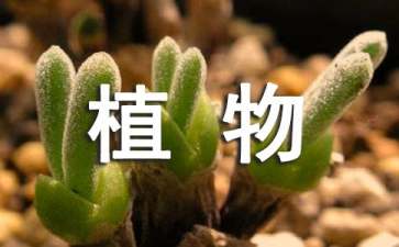 《植物妈妈有办法》说课稿